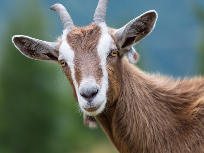 Toggenburg Goat