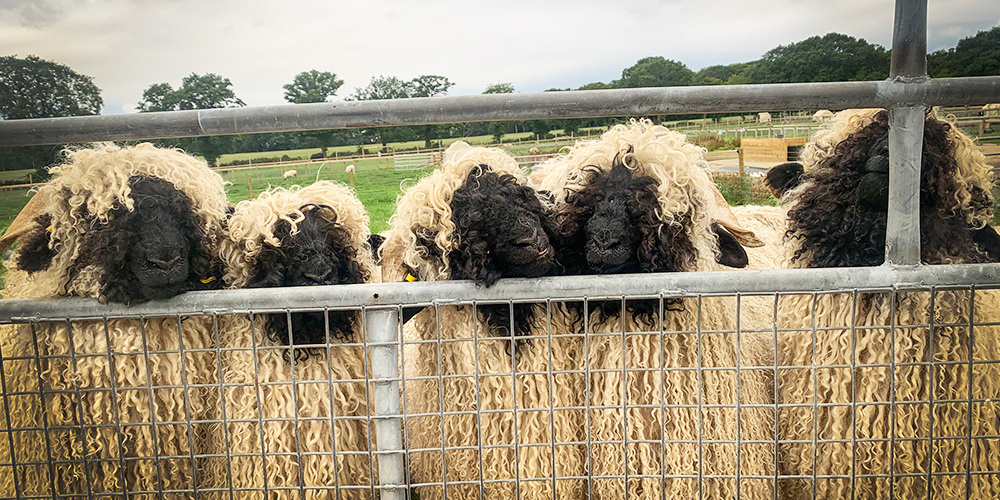 Plan Your Visit - Intro