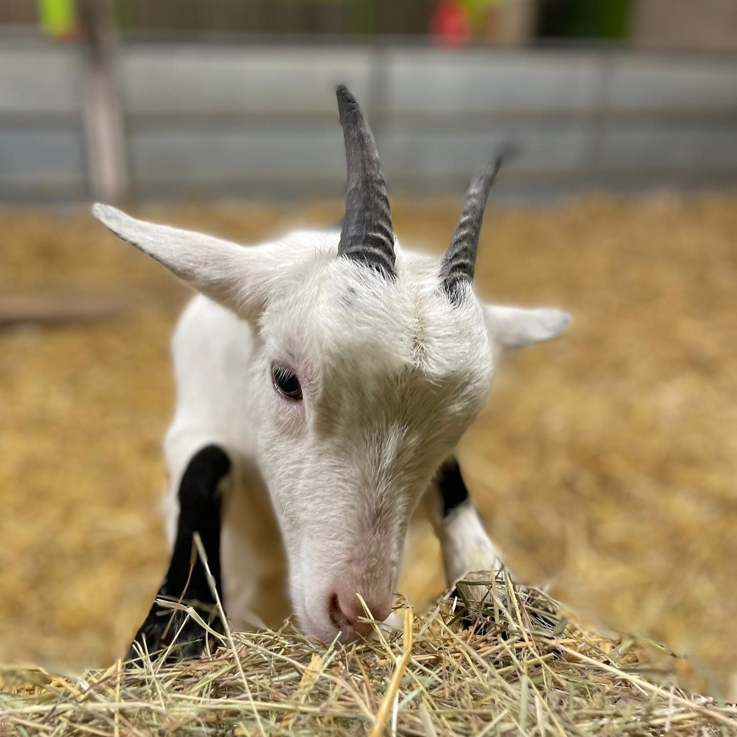 White Goat With Horns Eating Hay