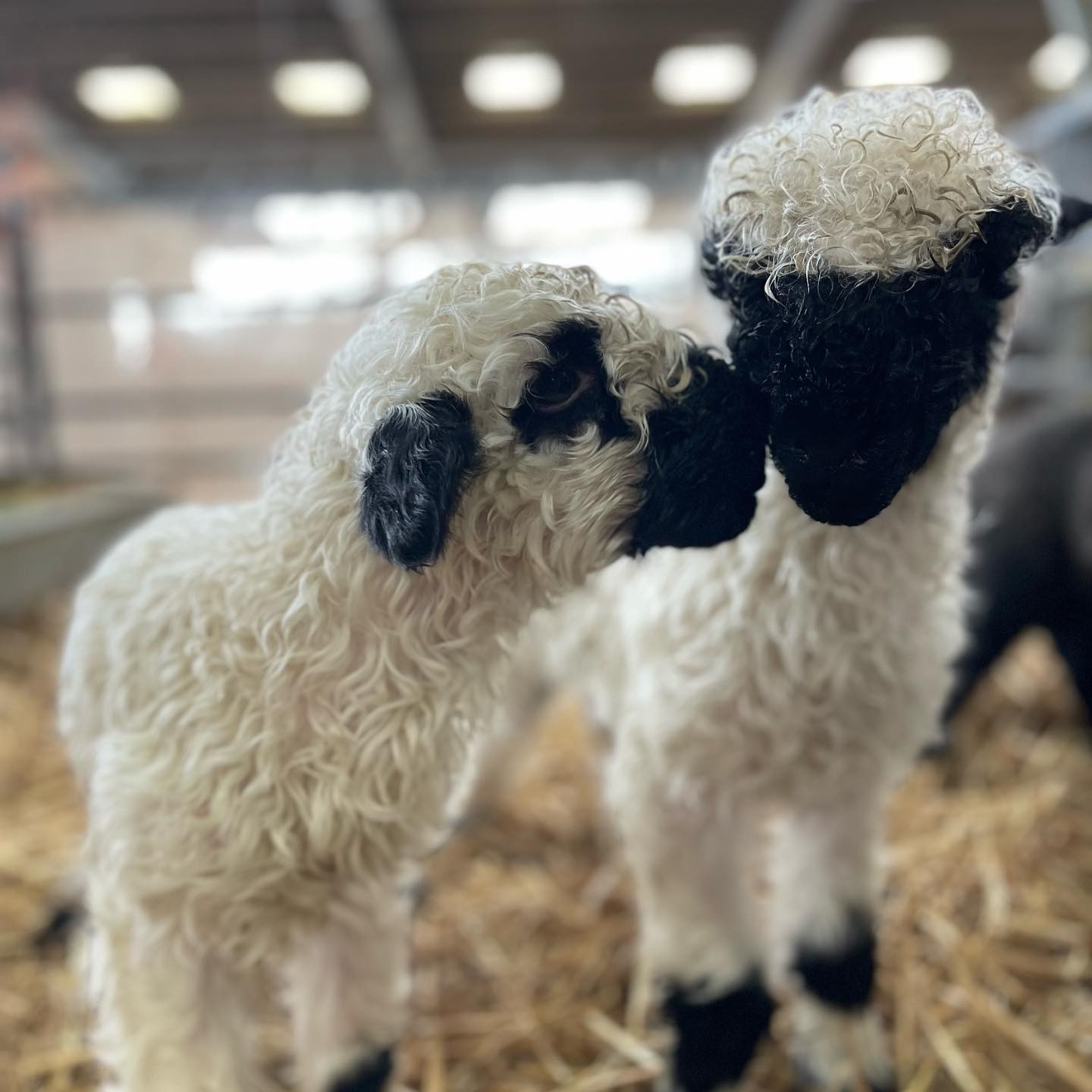 Two Fluffy Sheep Showing Each Other Affection