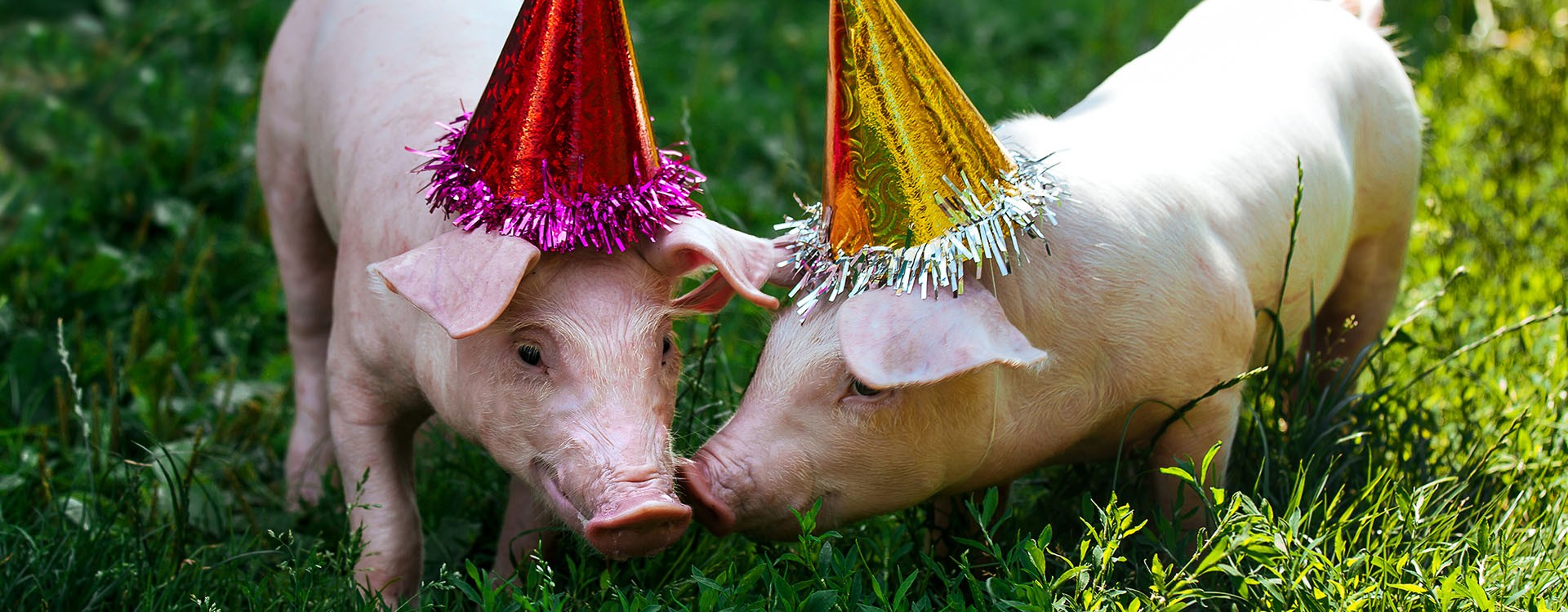 Book yourself a Bongo&#039;s Birthday Bash!