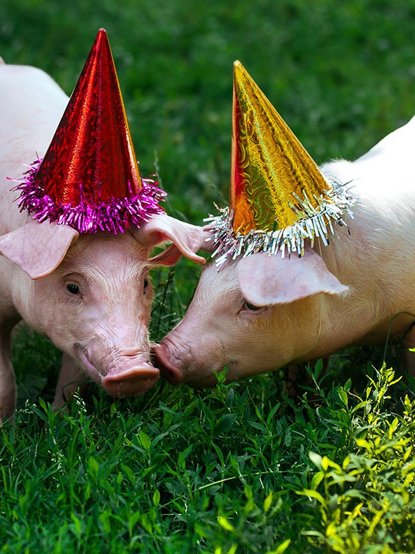 Book yourself a Bongo&#039;s Birthday Bash!