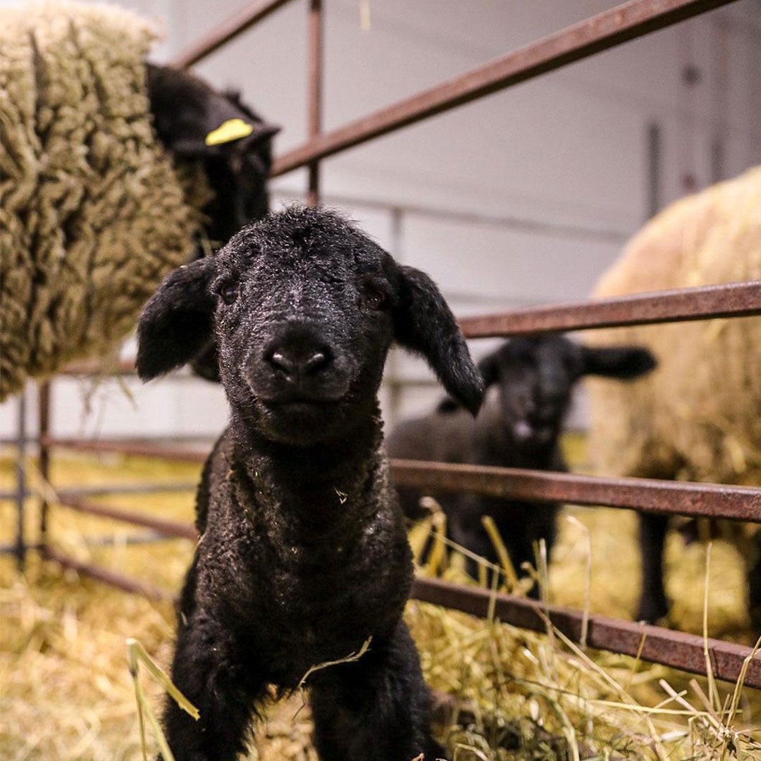 Lambing At the Farm