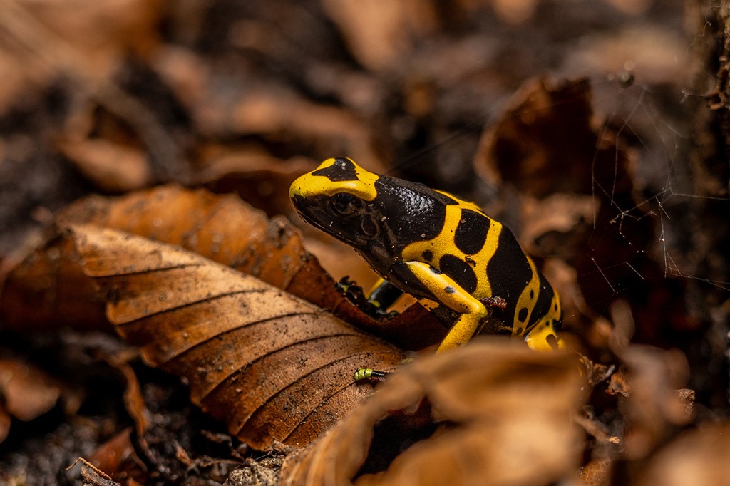 dart frog