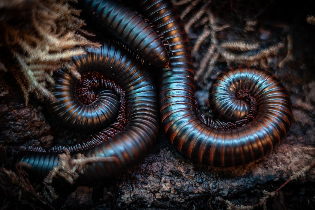 millipede
