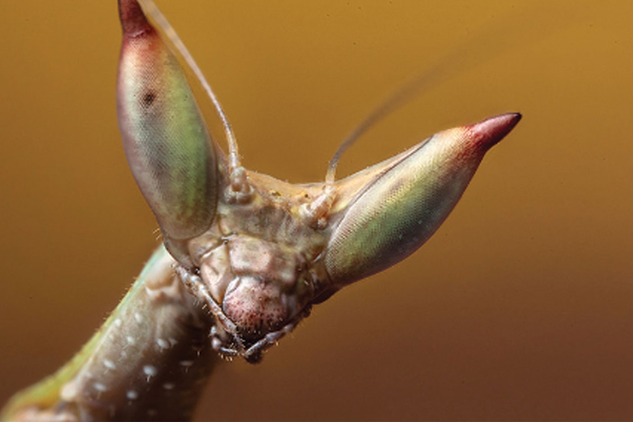 Cat Eye Mantis