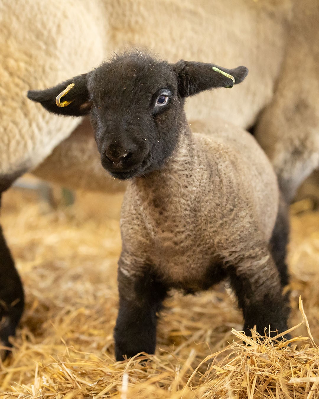 Term Time Ticket Prices