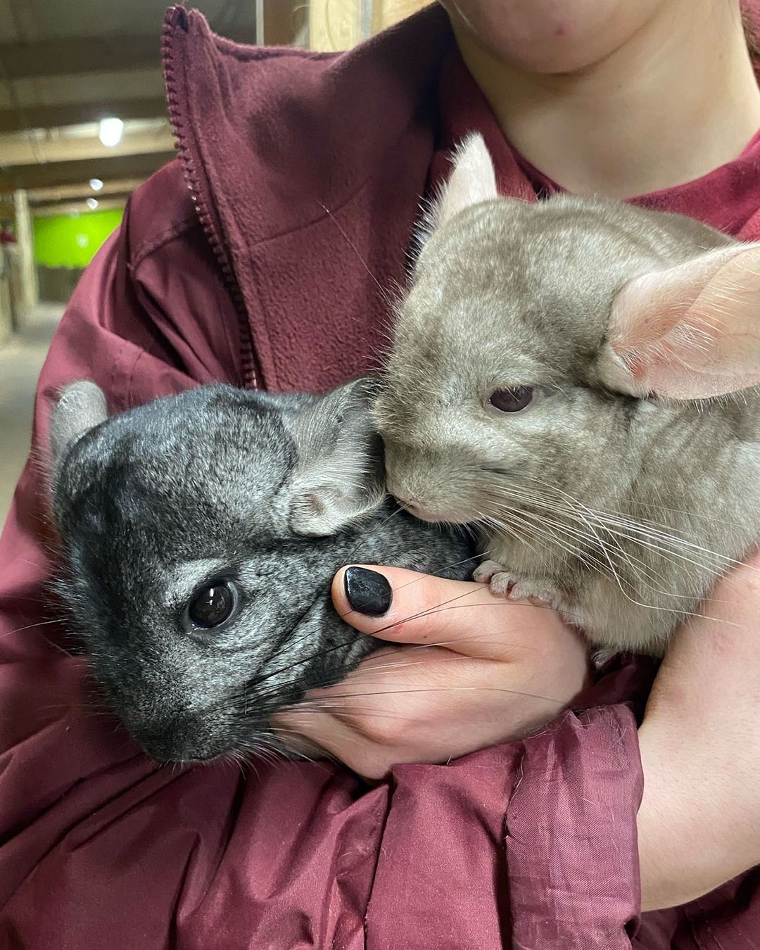 Chinchillas
