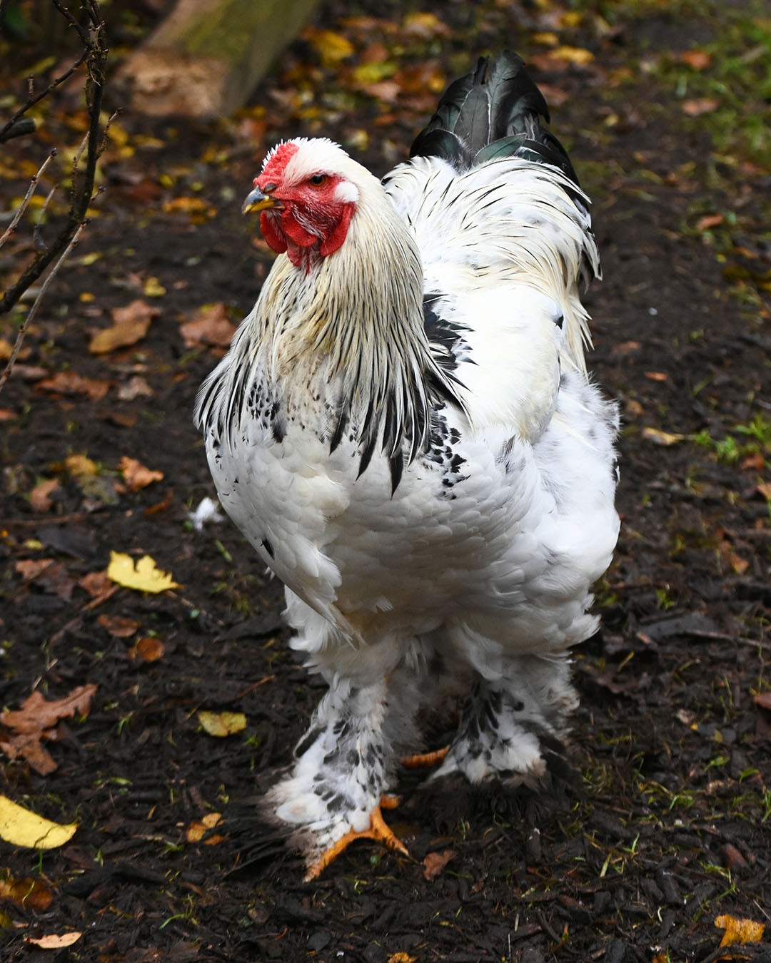 Brahma Chickens