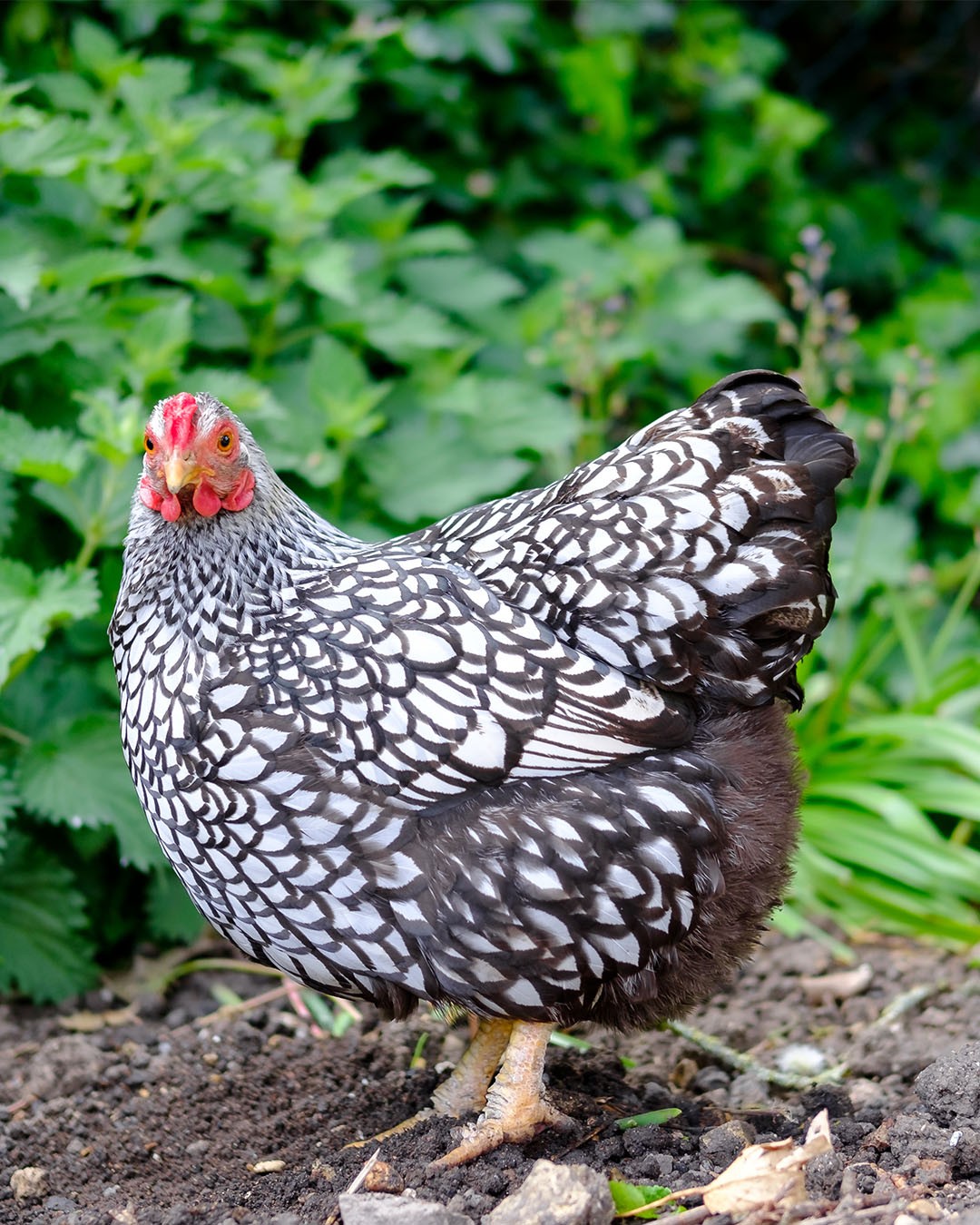 Silver Laced Wyandotte Chickens