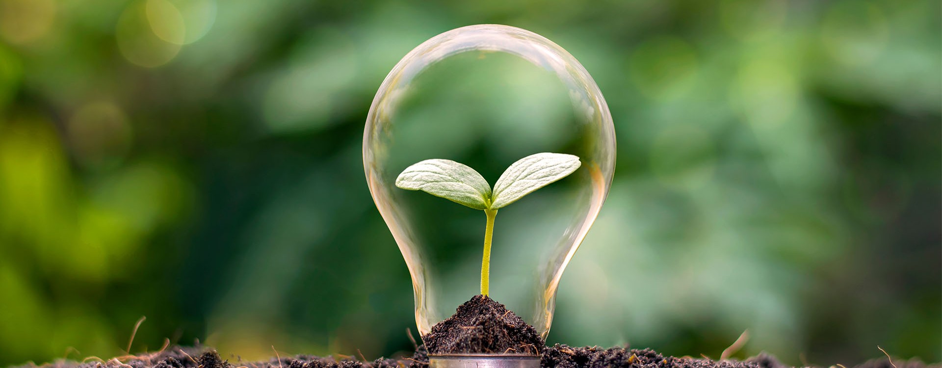 Doing our bit for the Environment