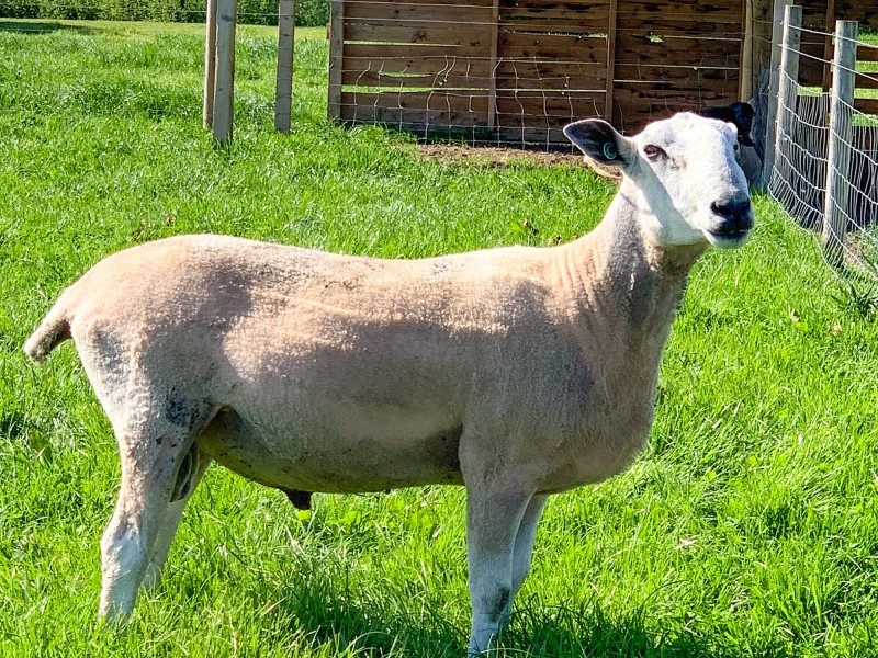 Blue Faced Leicester Sheep